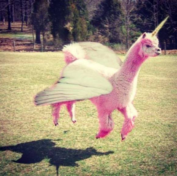 Meet your Posher, Heidi - Picture 1 of 1